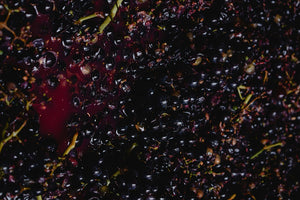 Resveratrol