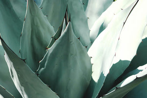 Inulina de agave
